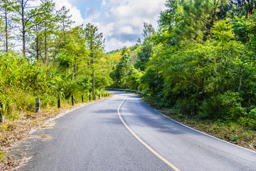 Road with tree and nature plant beside