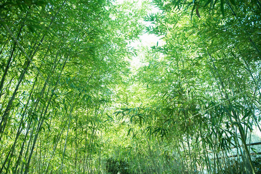 Fresh bamboo
