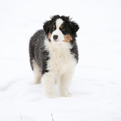 Puppy of australian shepherd in winter