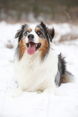 Amazing australian shepherd in winter