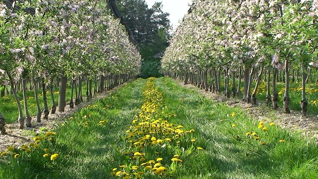 Apfelb&auml;ume (Braeburn) und der L&ouml;wenzahn bl&uuml;hen in voller Pracht - es ist Fr&uuml;hlingszeit