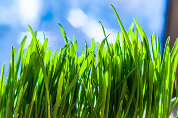 Fresh green spring grass blades with water drops on bright background