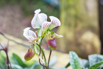 "lady slipper" Thai orchid in garden in Chiangmai,Thailand