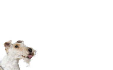 Dog portrait for copy space and banner use. The dog breed is fox terrier. The dog is showing tongue.