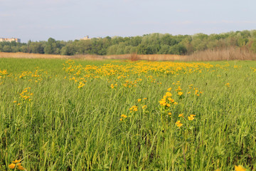 Wet meadow with marsh marigolds