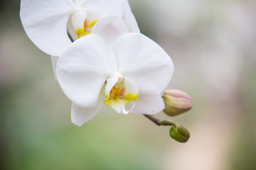 Fototapeta na wymiar Closed up of Thai white vanda orchid in the garden