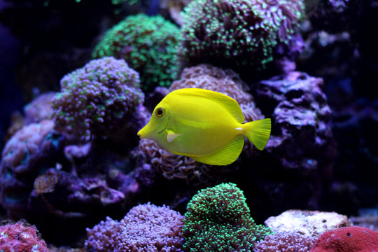 Zebrasoma Yellow Tang