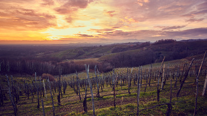 Obraz premium Colline vigne con tramonto spettacolare