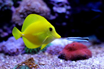 Zebrasoma Yellow Tang cleaned by Doctor wrasse