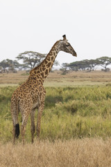 giraffe standing on the shore of a small pond on the background