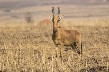 Lelwel Hartebeest which stands in the savannah during the dry se