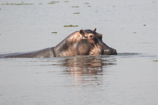 hippopotamus raised his head above the water on a hot afternoon