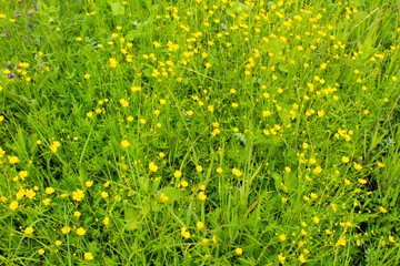 Yellow buttercups on the meadow