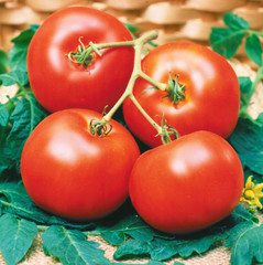 Red fresh tomatoes on leaves