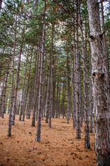 view inside of the forest on the trees