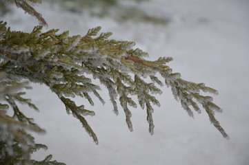 The branches of a tree covered with crystals.