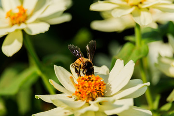 Closeup flower  bee swarm in the gar den