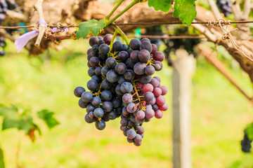  large bunches of red wine grapes hang from a vine, warm backgro