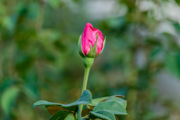 fresh roses in natural background in garden