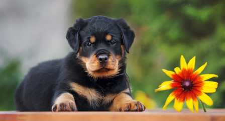 adorable rottweiler puppy posing outdoors with a flower