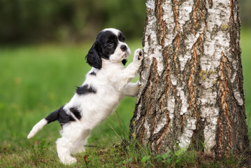 american cocker spaniel puppy posing by a tree