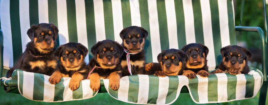 Group Of Rottweiler Puppies Posing Together