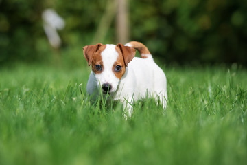 cute jack russell terrier puppy outdoors in summer
