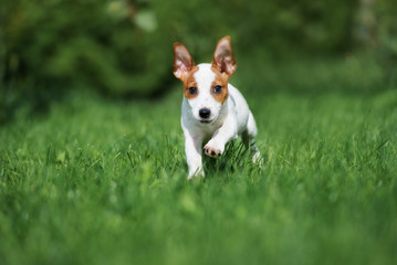 Naklejka na ściany i meble funny jack russell terrier puppy running through grass