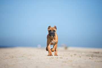 red cane corso puppy walking on a beach