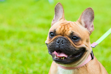 Portrait of beige french bulldog on exhibition for dog. Close up portrait of beautiful champion dog.