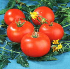 Red fresh tomatoes on leaves