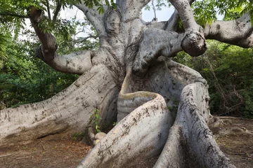 Papier Peint photo Lavable Arbres Le plus vieil arbre de Curaçao