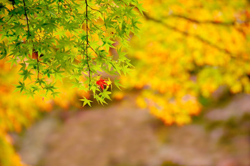 red leaves and orange autumn
