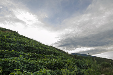 Mist at Panyaweuyan fields