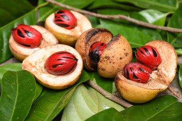 Nutmeg many isolated. Sectional view of ripe colorful red nutmeg fruit, seeds Kerala India. spices known as pala in Indonesia and red mace from tree Myristica Banda Islands Moluccas Spice Islands - obrazy, fototapety, plakaty