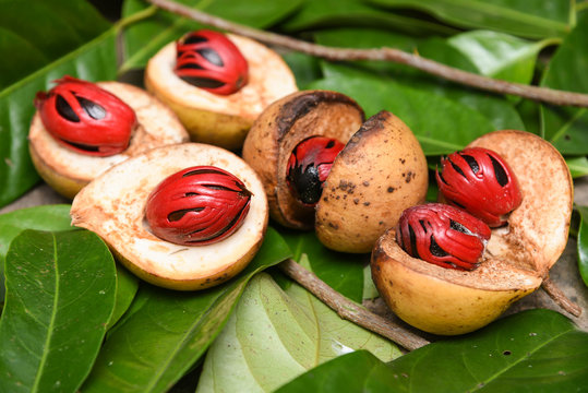 Fototapeta Nutmeg many isolated. Sectional view of ripe colorful red nutmeg fruit, seeds Kerala India. spices known as pala in Indonesia and red mace from tree Myristica Banda Islands Moluccas Spice Islands