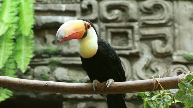 Toucan in the zoo sitting on the tree.