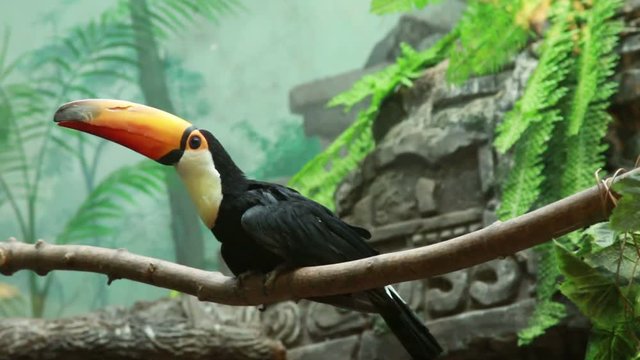 Toucan in the zoo trying to fly.