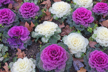 ornamental cabbage in the garden