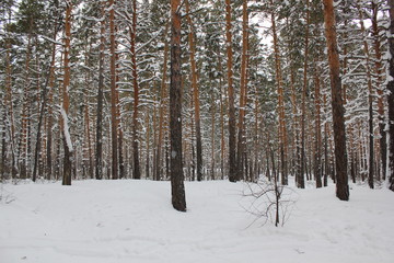Fototapeta premium Beautiful winter landscape with snow covered trees 30055