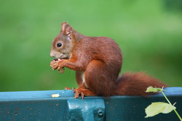 eichhörnchen im park