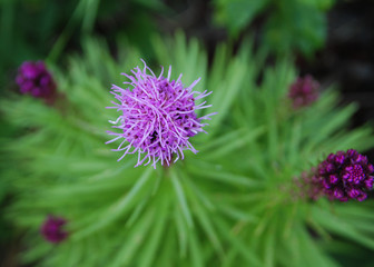 Summer liatris