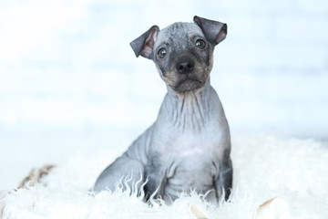the puppy of American hairless Terrier - obrazy, fototapety, plakaty