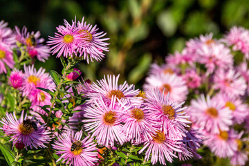 Astern im Garten