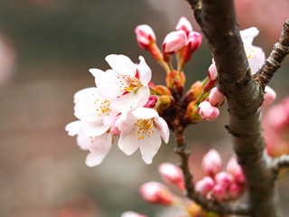Sakura. Cherry Blossom in Springtime. Beautiful Pink Flowers