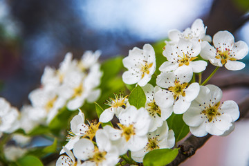 Flowers of apple. Bright spring background.