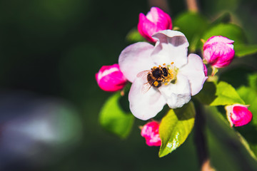 Fototapeta na wymiar Flowers of apple. Bright spring background.