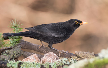 Blackbird, Turdus merula