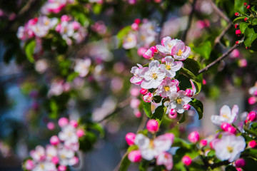 Flowers of apple. Bright spring background.