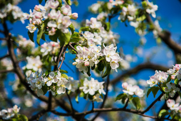 Flowers of apple. Bright spring background.